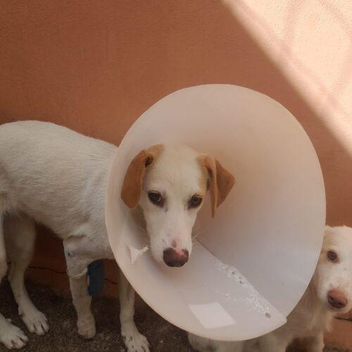 Frida - 1 anno (nata indicativamente a Gennaio 2025)  Razza: Meticcio  Taglia: Medio Piccola   Foto 6